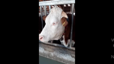 thumbnail of medium Verdauung und Gebiss der Kuh